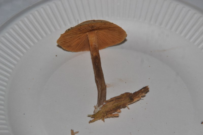 Galerina marginata (Batsch) Kühner, 1935