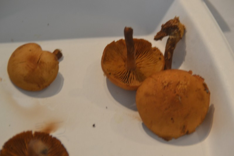Gymnopilus liquiritiae (Pers.) P.Karst., 1879