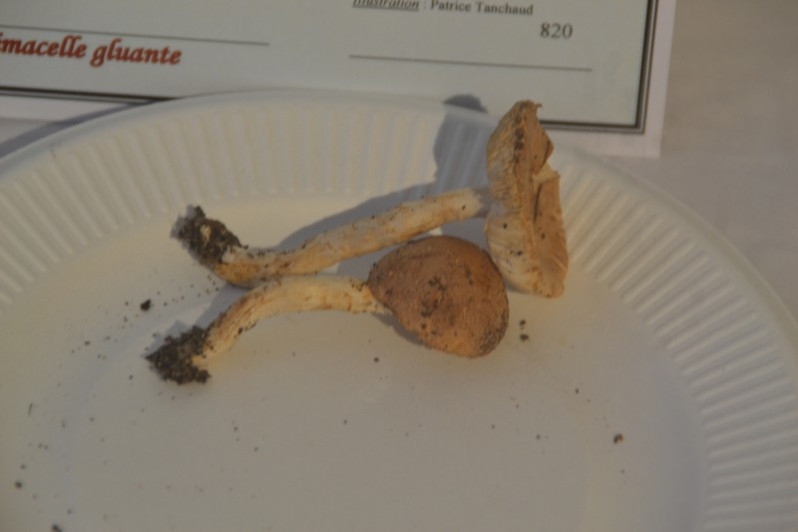 Limacella glioderma (Fr.) Maire, 1926