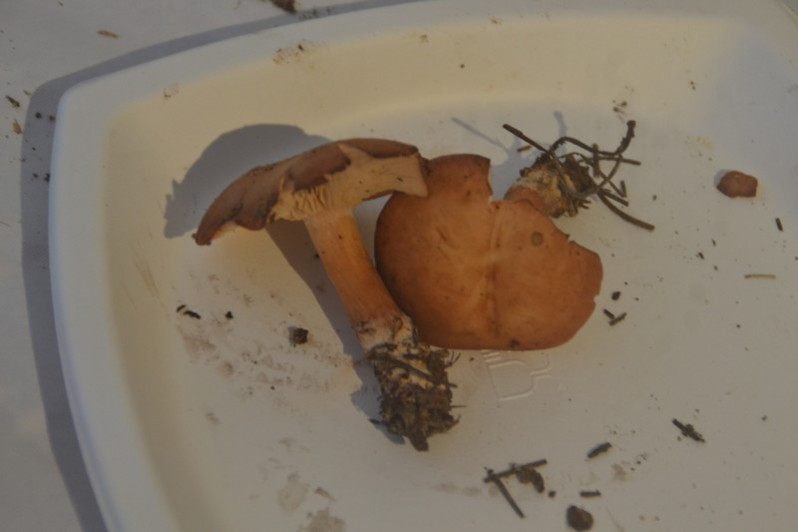 Clitopilus geminus (Paulet) Noordel. & Co-David, 2009