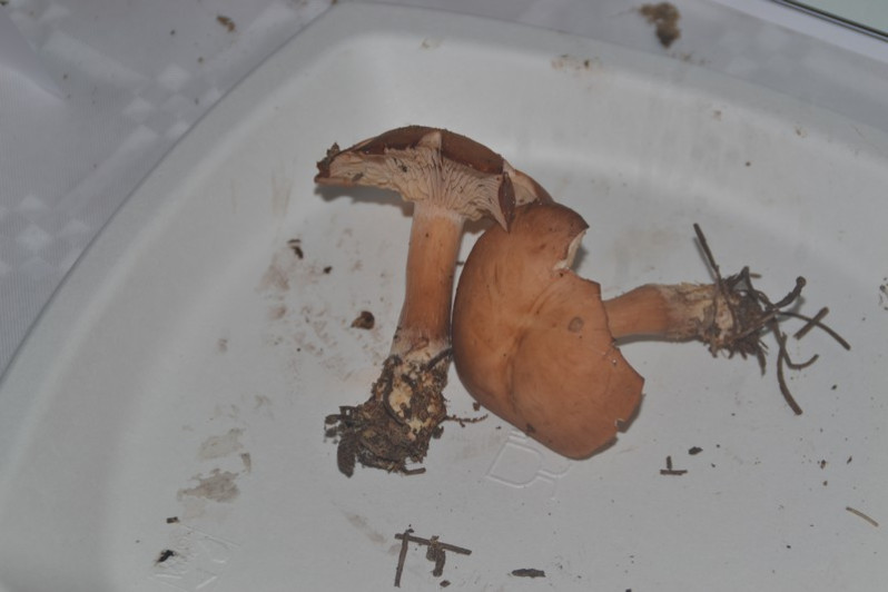Clitopilus geminus (Paulet) Noordel. & Co-David, 2009