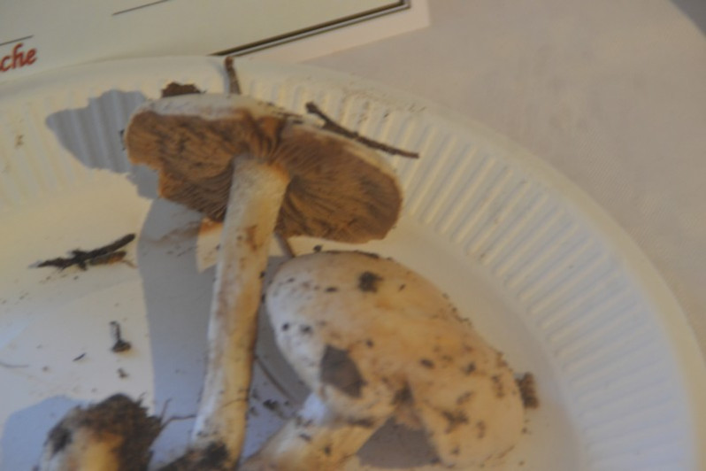Hebeloma leucosarx P.D.Orton, 1960