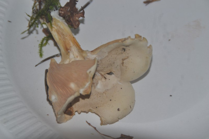 Clitopilus prunulus (Scop.) P.Kumm., 1871