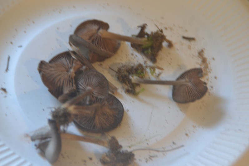 Entoloma hirtipes (Schumach.) M.M.Moser, 1978