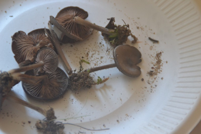 Entoloma hirtipes (Schumach.) M.M.Moser, 1978