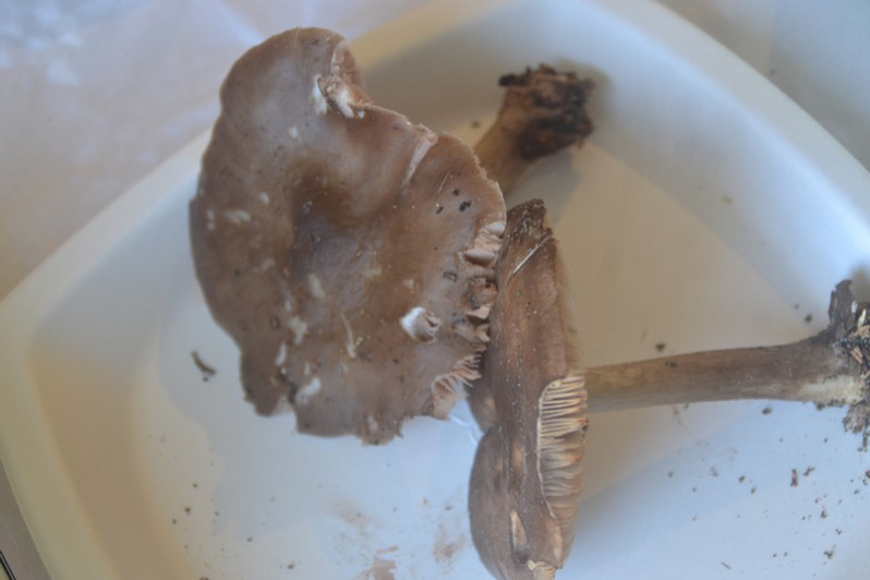 Pluteus cervinus (Schaeff.) P.Kumm., 1871