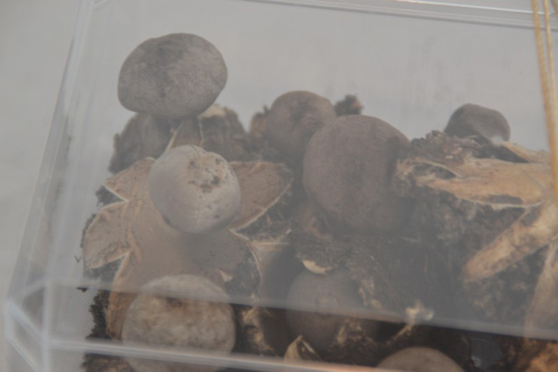 Geastrum saccatum f. parvulum Boiffard, 1998