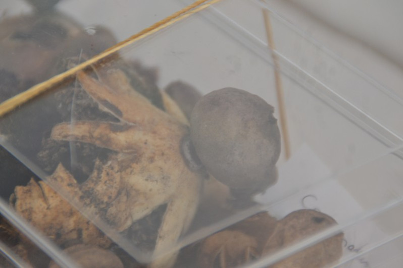 Geastrum saccatum f. parvulum Boiffard, 1998