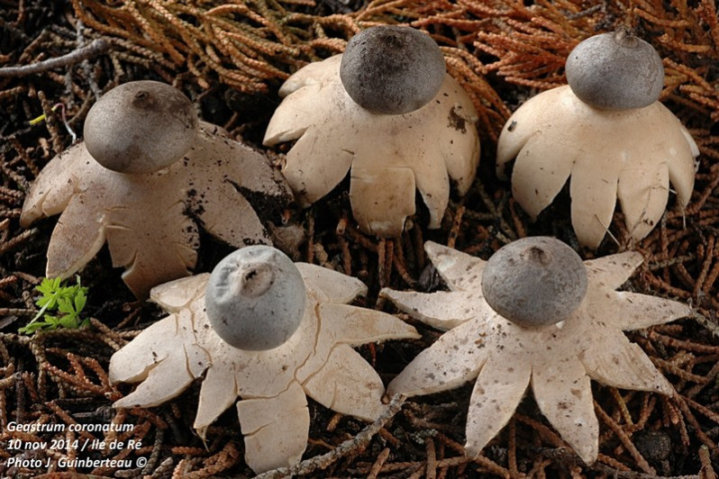 Geastrum coronatum Pers., 1801
