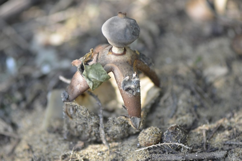 Geastrum fornicatum (Huds.) Hook., 1821