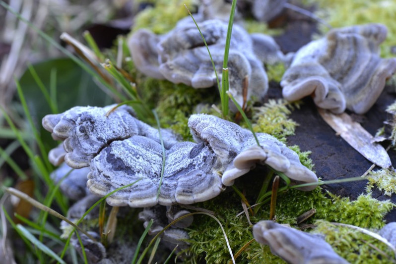 Auricularia mesenterica (Dicks. : Fr.) Pers., 1822