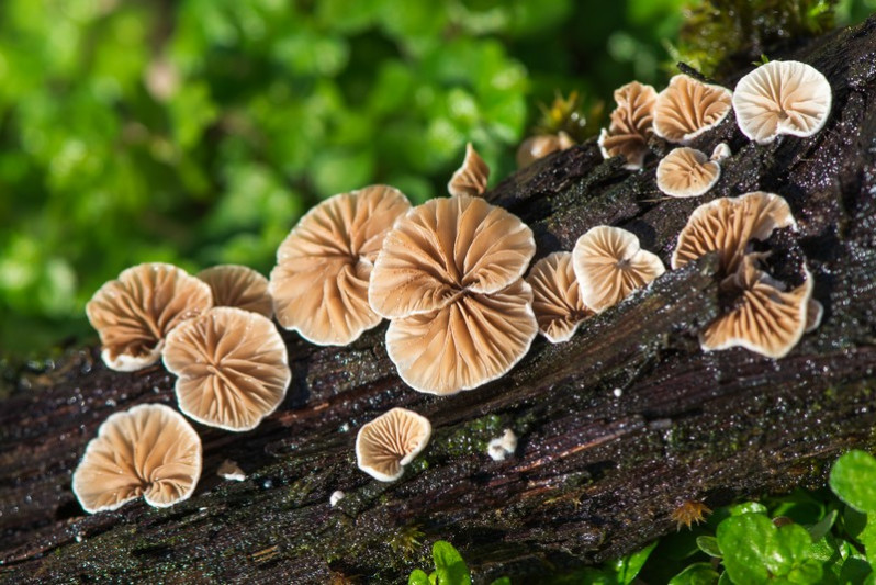 Crepidotus cesatii (Rabenh.) Sacc., 1877