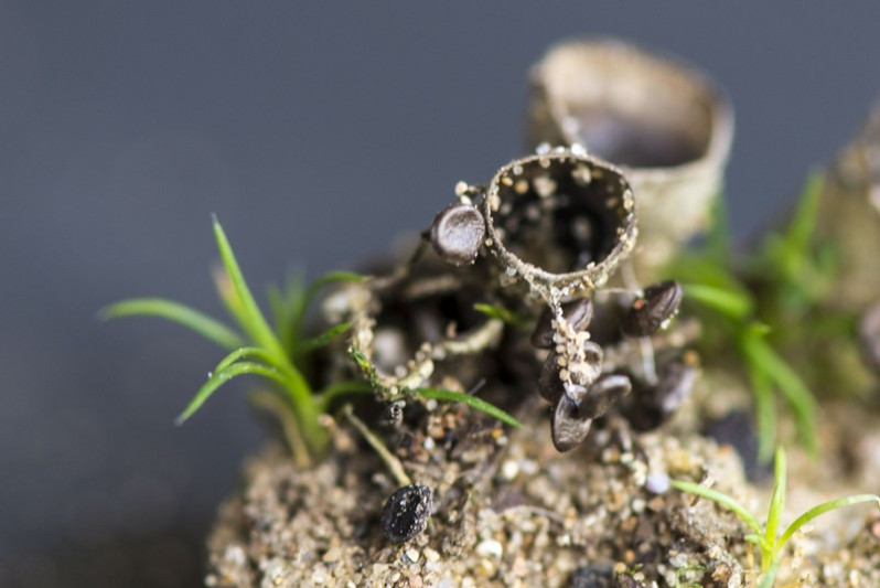 Cyathus olla (Batsch) Pers., 1801