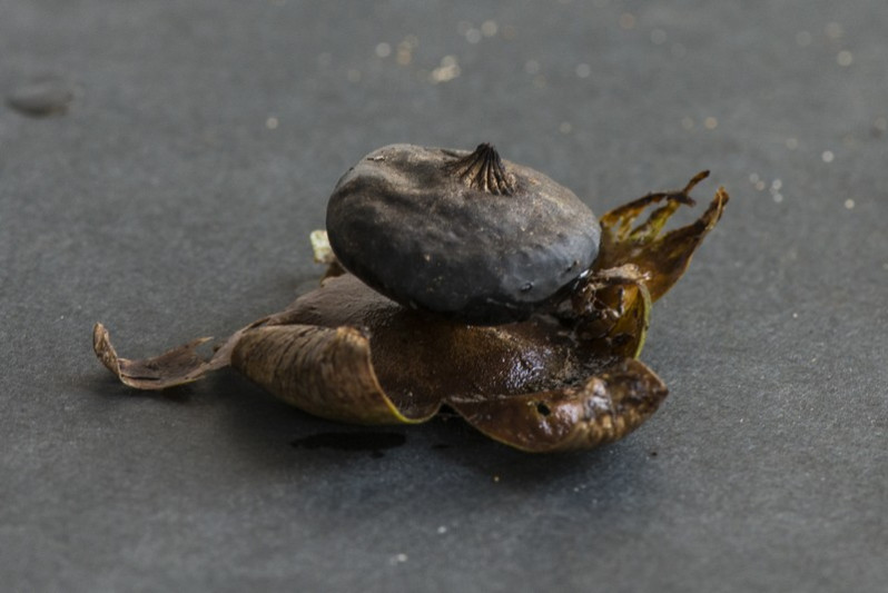 Geastrum pectinatum Pers., 1801