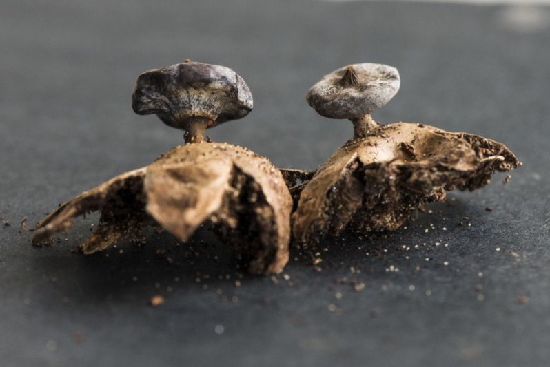 Geastrum striatum DC., 1805