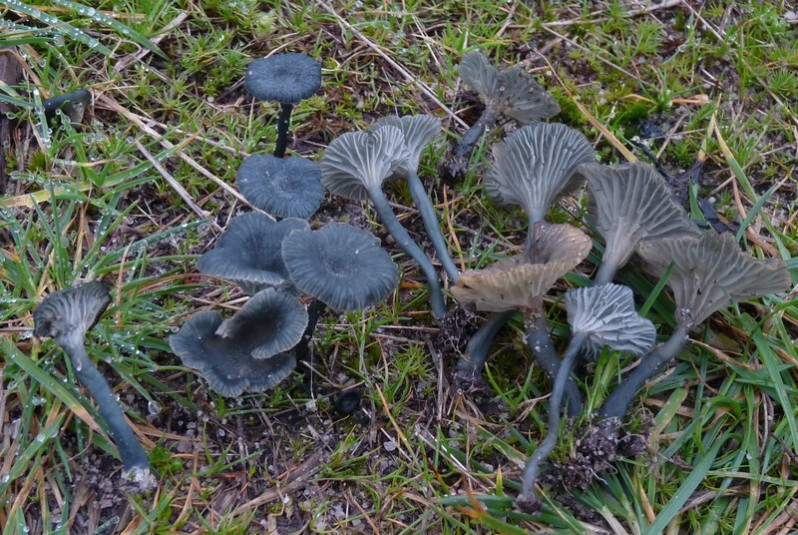 Arrhenia chlorocyanea (Pat.) Redhead, Lutzoni, Moncalvo & Vilgalys, 2002