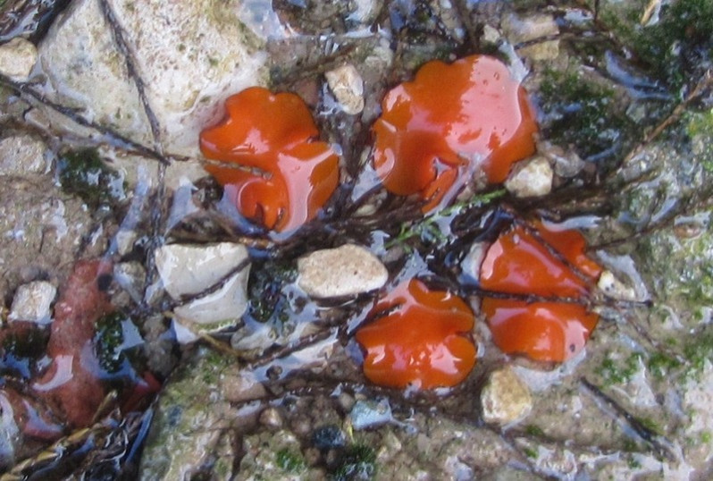 Scutellinia crucipila (Cooke & W.Phillips) J.Moravec, 1984