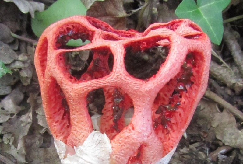 Clathrus ruber P.Micheli ex Pers., 1801