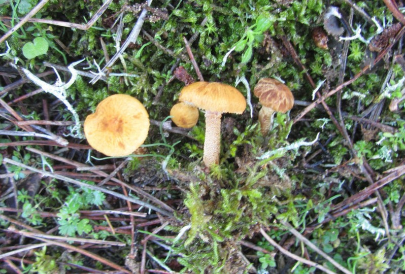 Cystoderma amianthinum (Scop.) Fayod, 1889