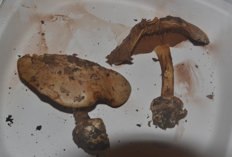 Cortinarius humolens Brandrud, 1998