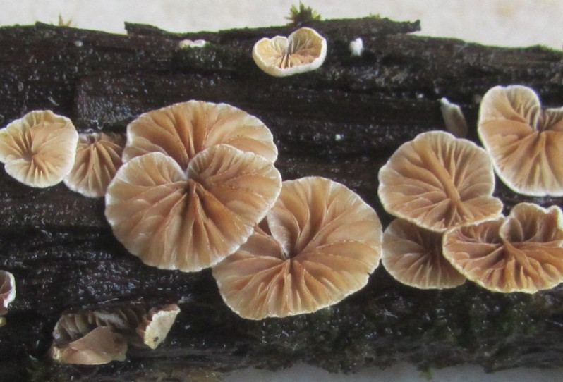 Crepidotus cesatii (Rabenh.) Sacc., 1877