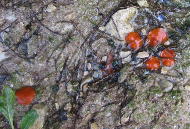 Scutellinia crucipila (Cooke & W.Phillips) J.Moravec, 1984