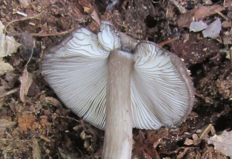 Pluteus tricuspidatus Velen., 1939
