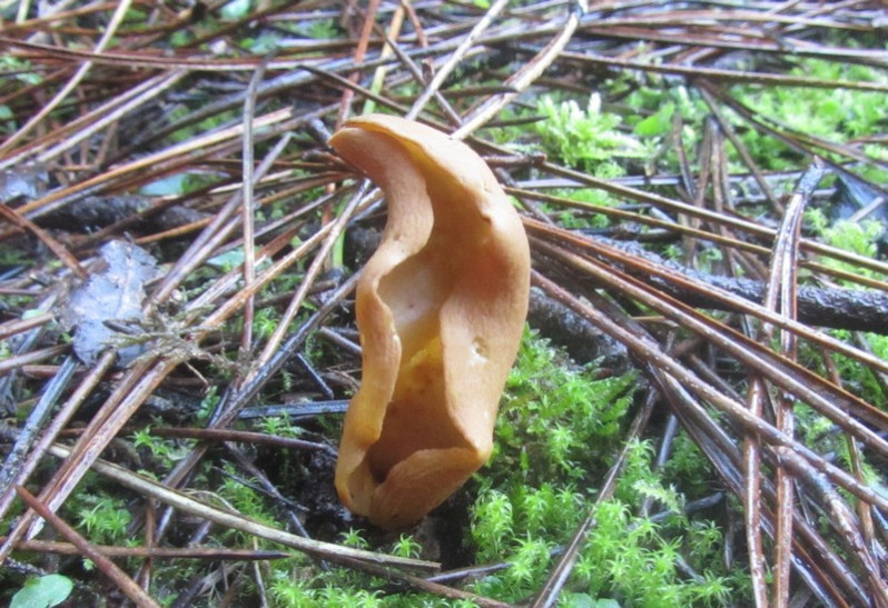 Otidea tuomikoskii Harmaja, 1976