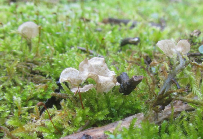 Arrhenia spathulata (Fr.) Redhead, 1984