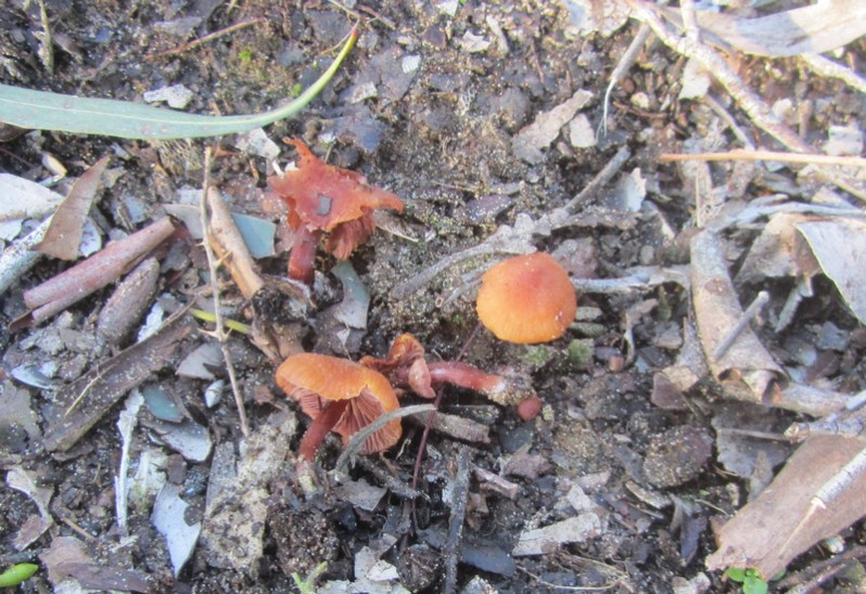 Lacaria lateritia Malençon, 1966