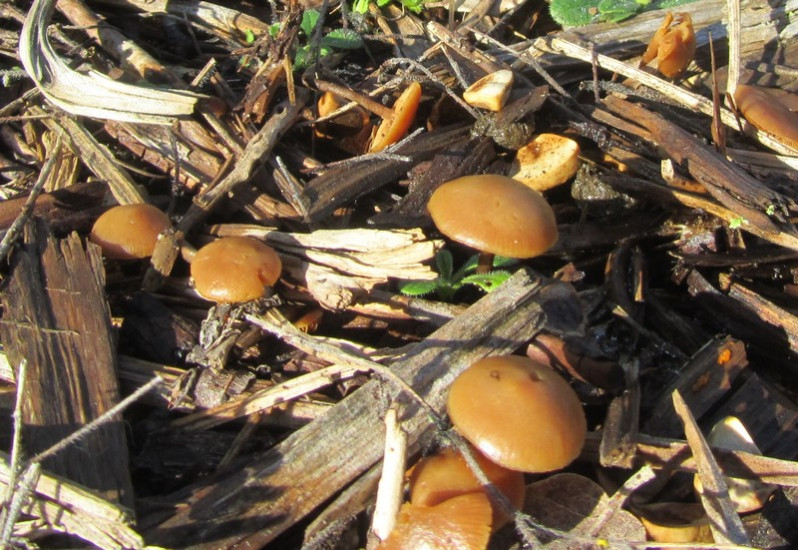 Galerina automnalis (Peck) A.H.Sm. & Singer, 1964