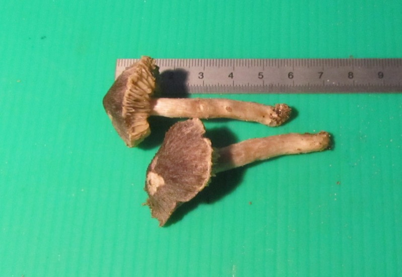 Hygrocybe olivaceonigra (P.D.Orton) M.M.Moser, 1967