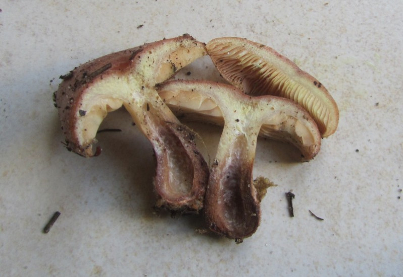 Lactifluus volemus (Fr.) Kuntze, 1891