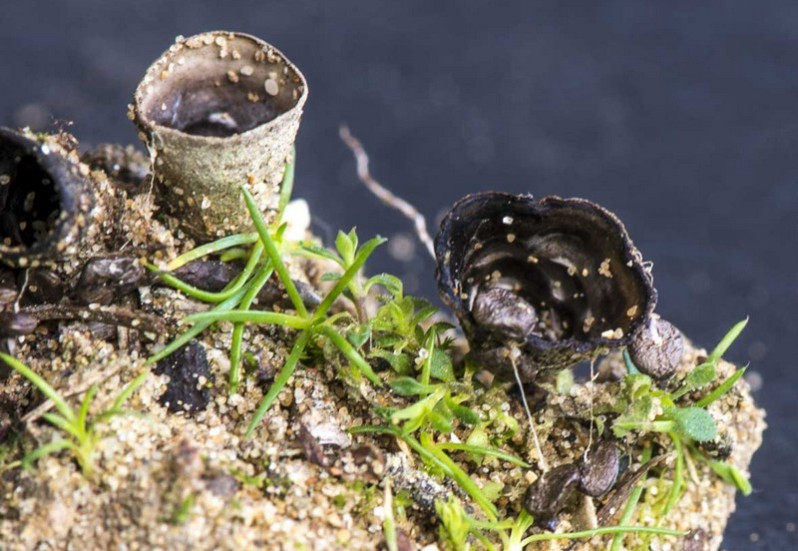 Cyathus olla (Batsch) Pers., 1801