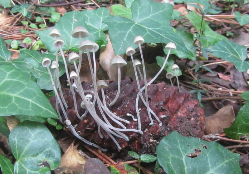 Baeospora myosura (Fr.) Singer, 1938