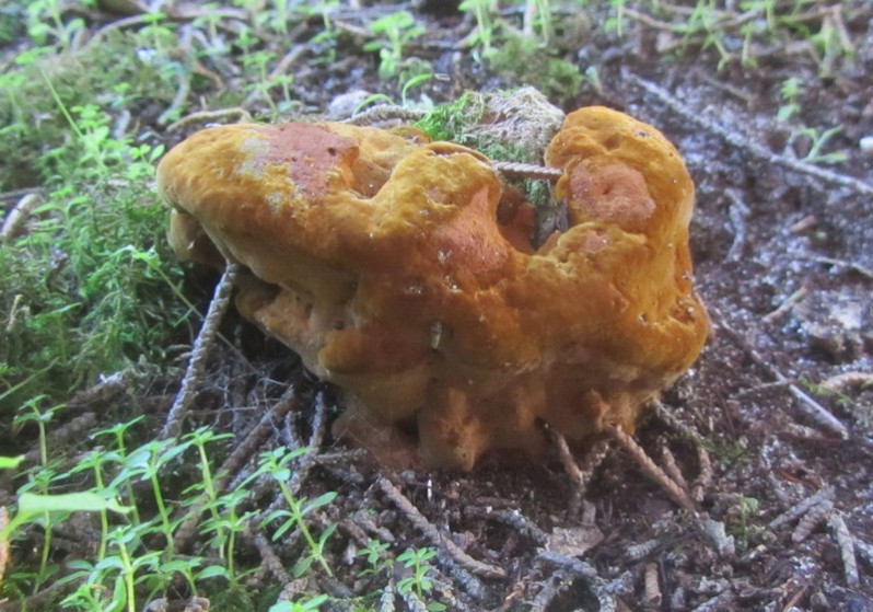 Hapalopilus rutilans (Pers.) Murrill, 1904