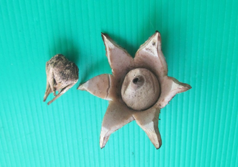 Geastrum corollinum (Batsch) Hollós, 1904