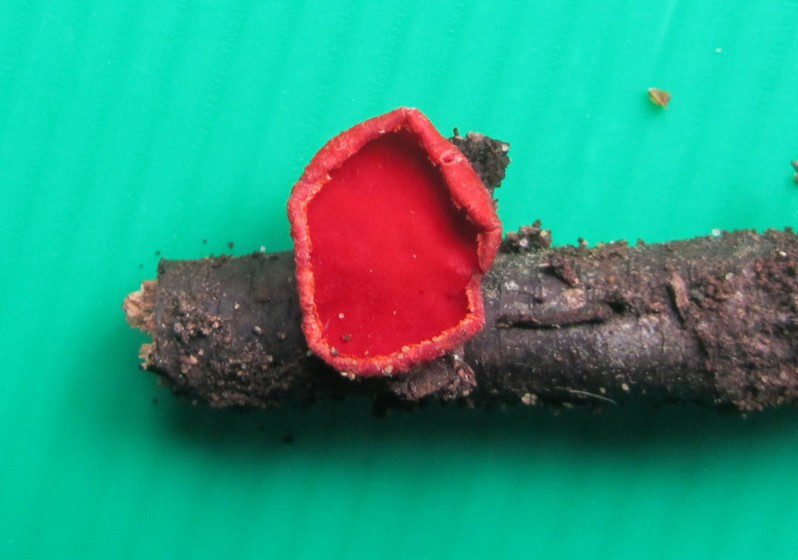 Sarcoscypha coccinea (Scop.) Sacc. ex E.J.Durand, 1900