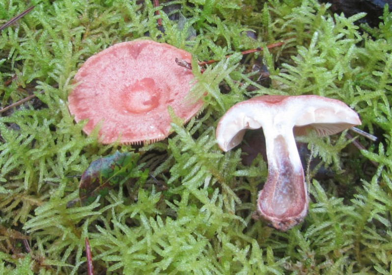 Lactifluus volemus (Fr.) Kuntze, 1891