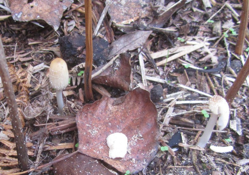 Coprinellus xanthothrix (Romagn.) Vilgalys, Hopple & Jacq.Johnson, 2001