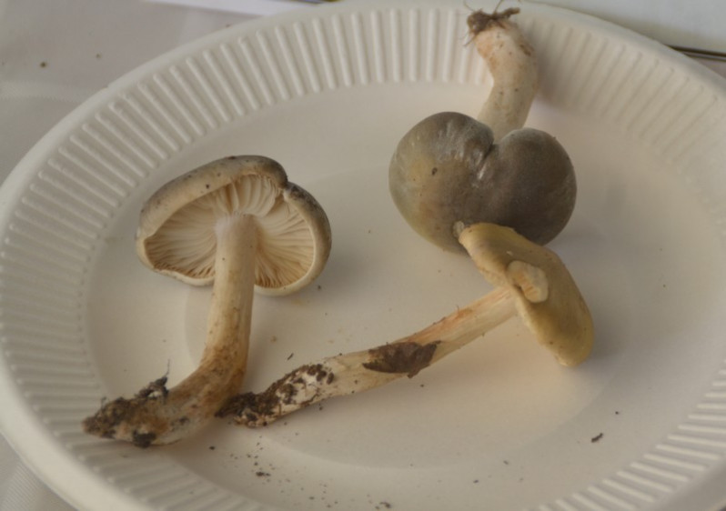 Tricholoma saponaceum (Fr.) P.Kumm., 1871