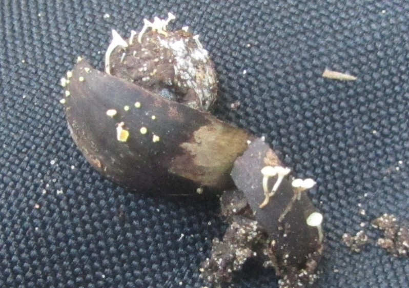 Hymenoscyphus fructigenus (Bull.) Gray, 1821