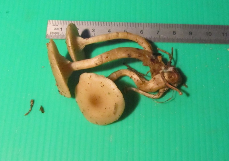 Clitocybe metachroa (Fr.) P.Kumm., 1871