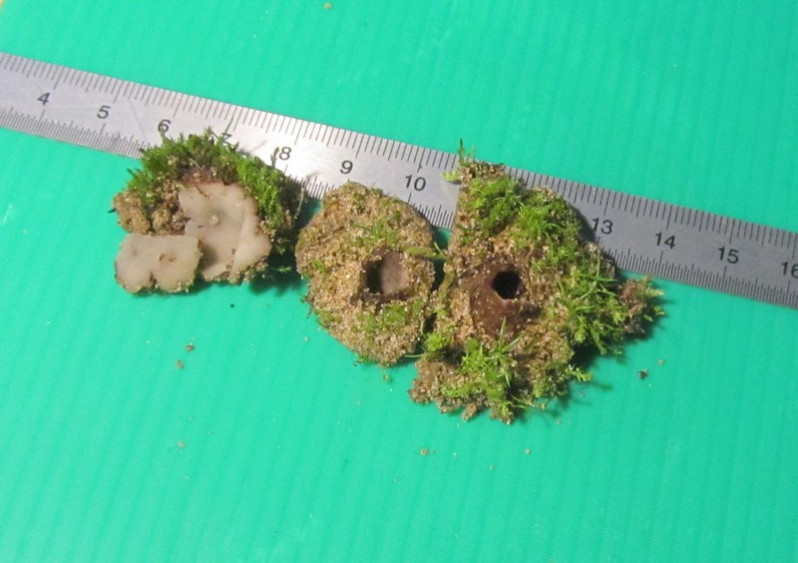 Geopora arenicola (Lév.) Kers, 1974
