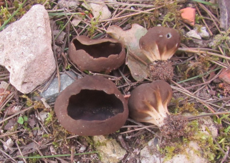 Helvella acetabulum (L.) Quél., 1874