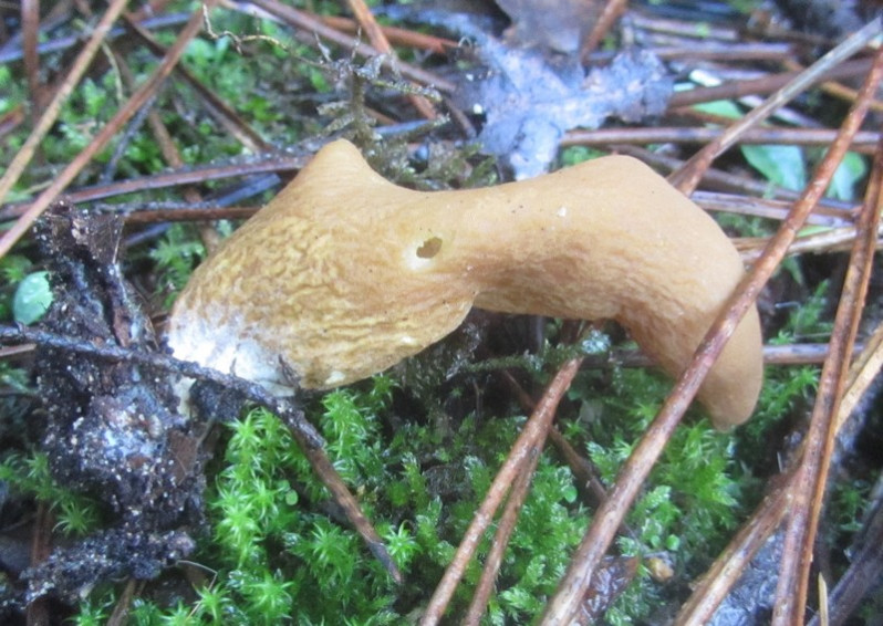 Otidea tuomikoskii Harmaja, 1976
