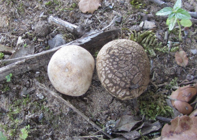 Scleroderma verrucosum (Bull.) Pers., 1801
