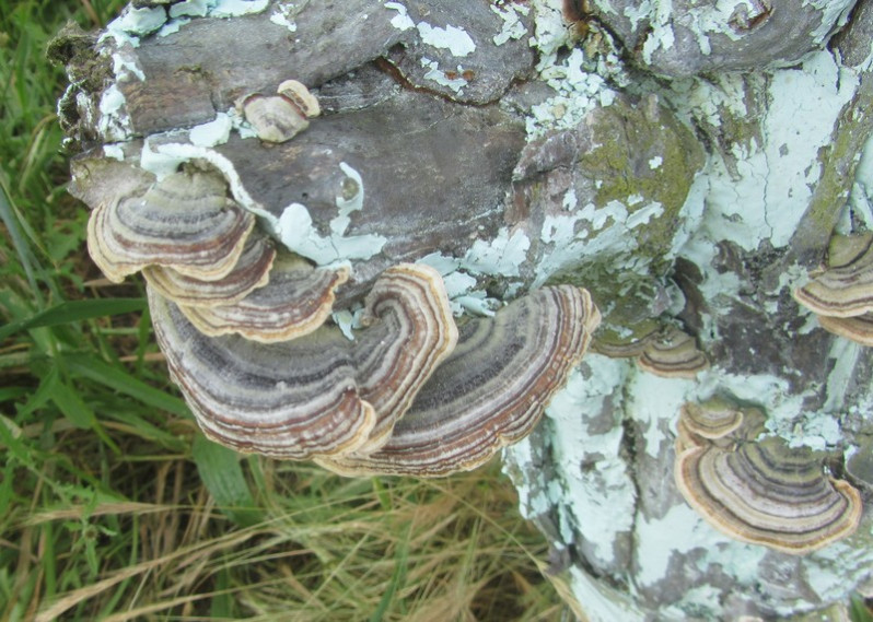 Trametes versicolor (L.) Lloyd, 1921