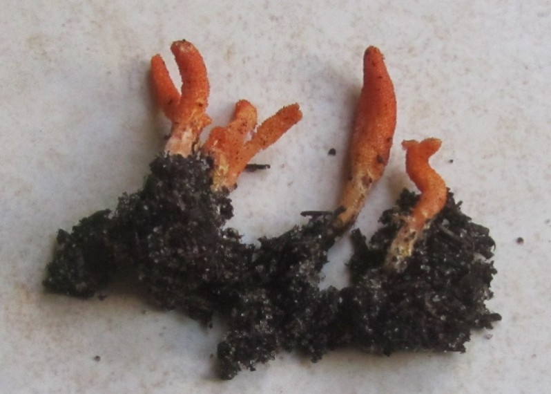 Cordyceps militaris (L.) Fr., 1818