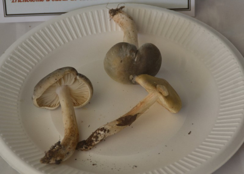 Tricholoma saponaceum (Fr.) P.Kumm., 1871